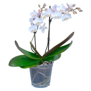 Schmetterlings-Orchidee multiflora 2-Trieber 18+ Blüten Weiß Phalaenopsis