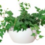 Weiße Artevasi San Remo Pflanzschale (Ø 23 cm) mit grüner Efeupflanze.
