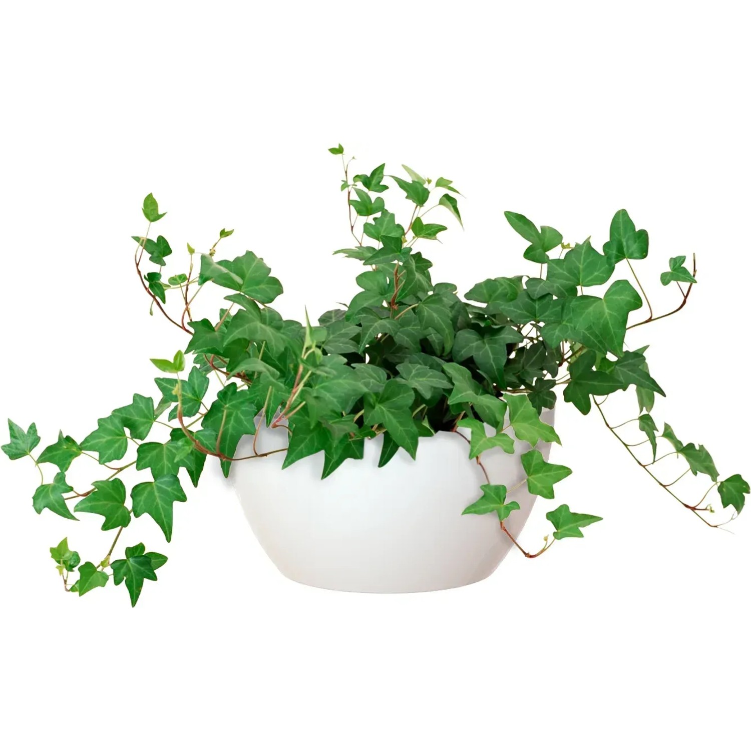 Weiße Artevasi San Remo Pflanzschale (Ø 23 cm) mit grüner Efeupflanze.