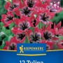Kiepenkerl Wildtulpe Little Beauty, 12er Pack. Rosa Blüten mit violett-blauem Zentrum.