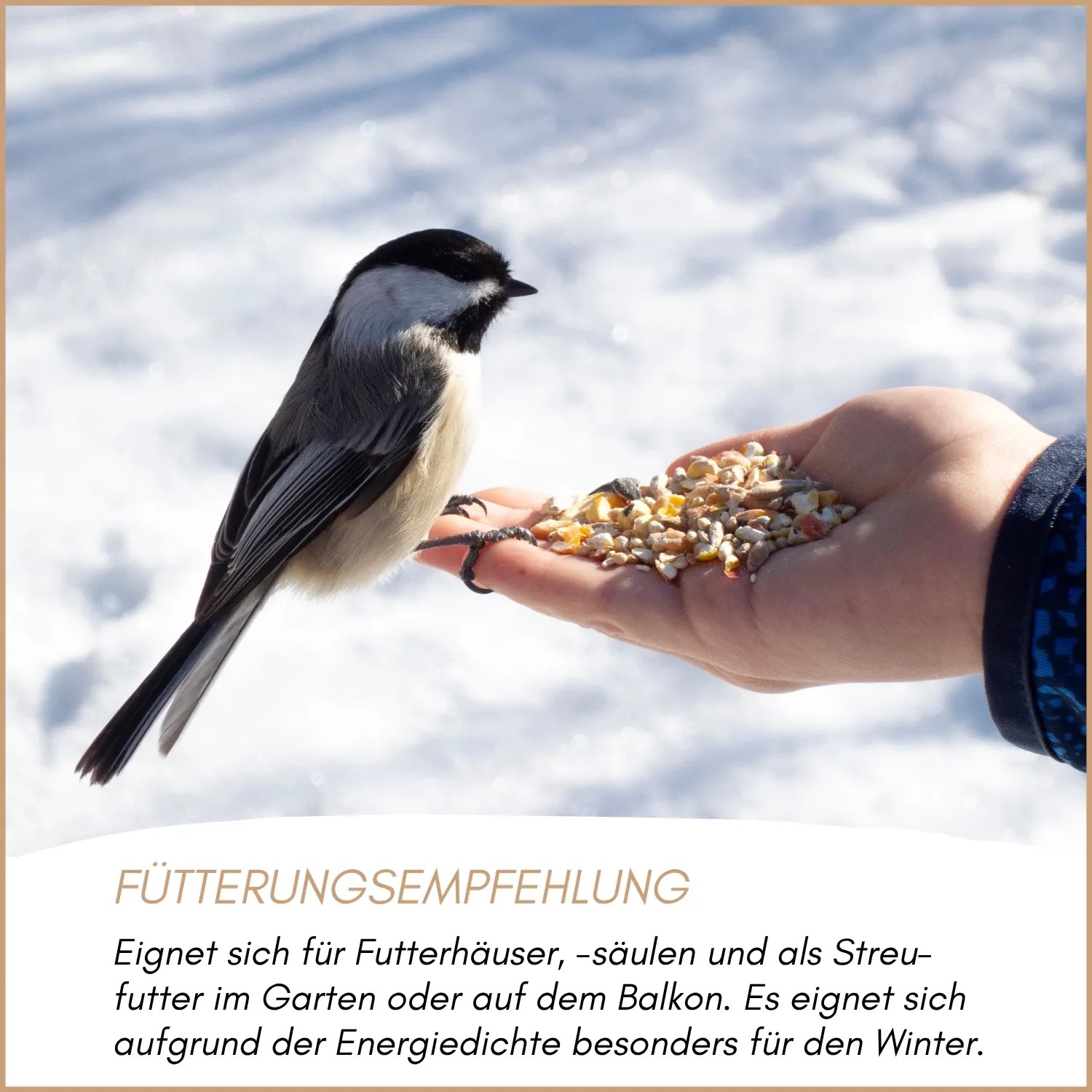 Meise frisst Supravit Winterstreufutter aus einer Hand im Schnee. Energiereiches Wildvogelfutter.