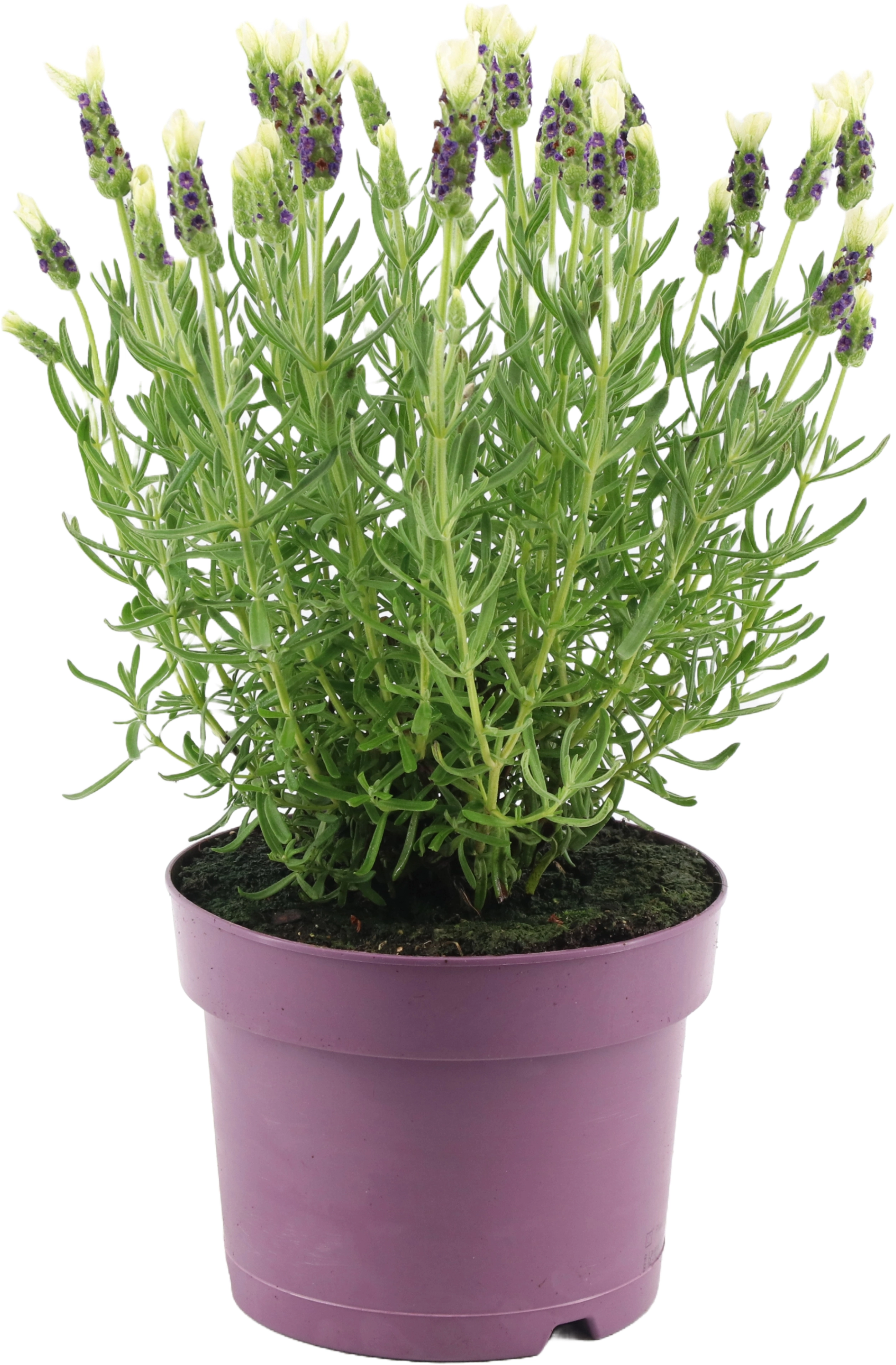 Schopflavendel Weiß TopfØ ca. 15 cm Lavandula stoechas Anouk kaufen
