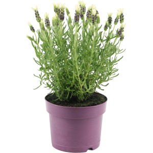 Schopflavendel Weiß Topf-Ø ca. 15 cm Lavandula stoechas Anouk