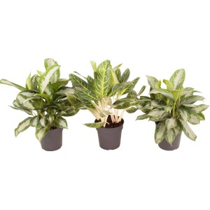 Kolbenfaden (Aglaonema), sortierte Grünpflanze im Topf, ca. 60-70 cm hoch.