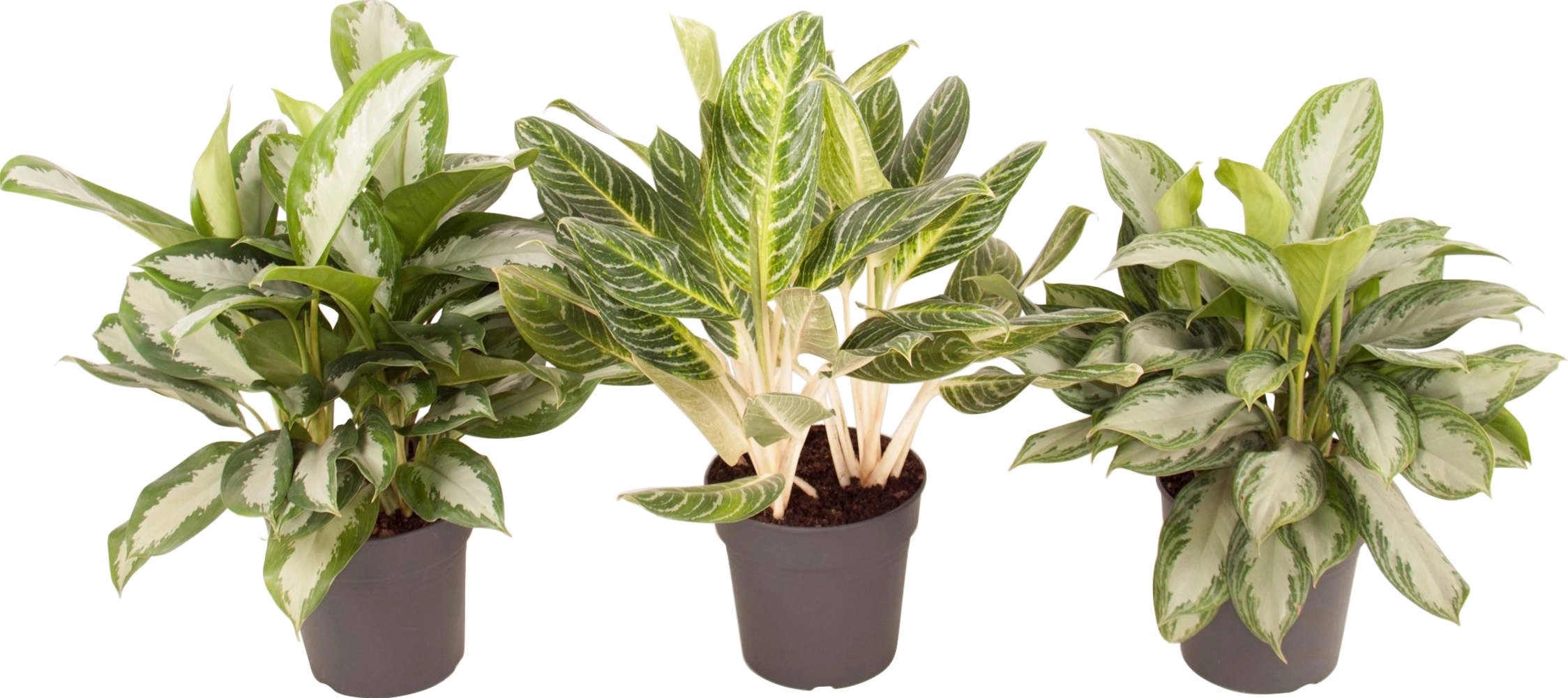 Kolbenfaden sortiert Höhe ca. 60 70 cm TopfØ ca. 24 cm Aglaonema