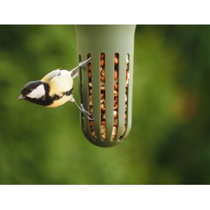 SingingFriend Vogelfutter-Spender Max Wild Green mit Meise beim Fressen.