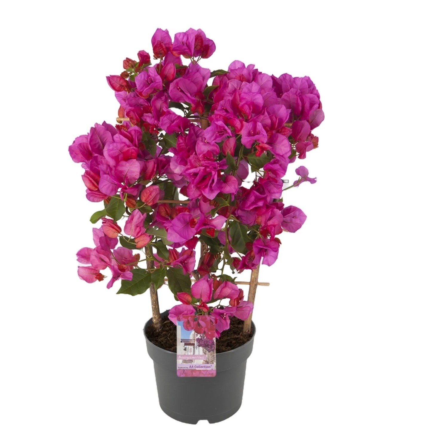 was tun gegen mücken in zimmerpflanzen Anti-Mücken-Pflanze: Zitronen-Eukalyptus main image 0
