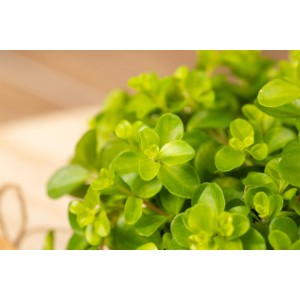 Rundblättriger Zwergpfeffer (Peperomia rotundifolia) im Topf mit kleinen, runden, grünen Blättern.