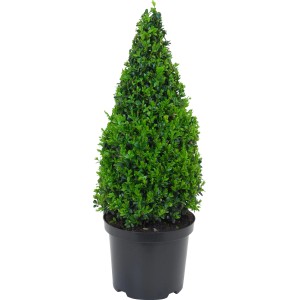Buchsbaum "Pyramide" H. ca. 40 - 50 cm Topf 5 l Buxus sempervirens var. arbors