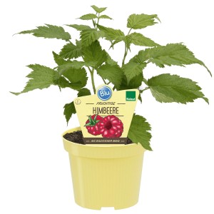 Blu Himbeere im Topf (Ø 12cm) mit grünen Blättern und Etikett. Kompakte Sorte für Garten & Balkon.
