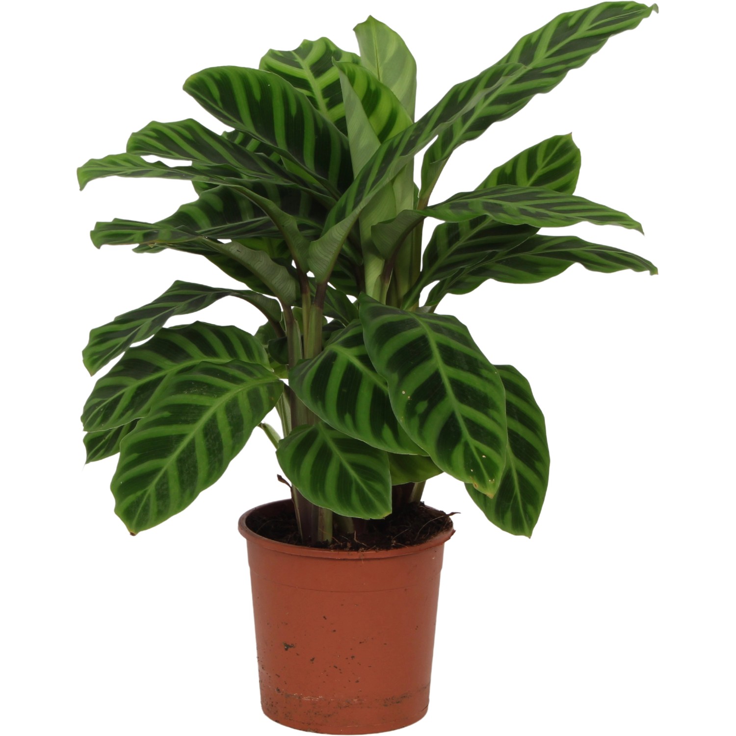 Korbmarante Zebrina im Topf, Zimmerpflanze mit auffälliger Blattzeichnung.