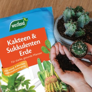 Westland Kakteen- & Sukkulentenerde 4L: Erde in Händen, Kaktus im Topf, Produktverpackung.