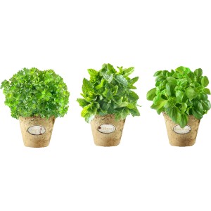 Wandobjekt 3D Kräutertöpfe: Petersilie, Minze und Basilikum im Topf als Wanddeko.