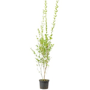 Ovalblättriger Liguster Set à 10 Stück Höhe ca. 150-175 cm Ligustrum ovalifolium