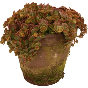Fettblatt (Sedum) im Vintage Tontopf, Topf-Ø ca. 16cm, dekorative Bepflanzte Schale für den Außenbereich.