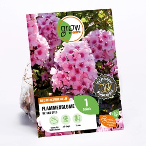 Flammenblume 'Bright Eyes' (Phlox paniculata), rosa-weiße Blüten, Blumenzwiebel für sonnige bis halbschattige Standorte.