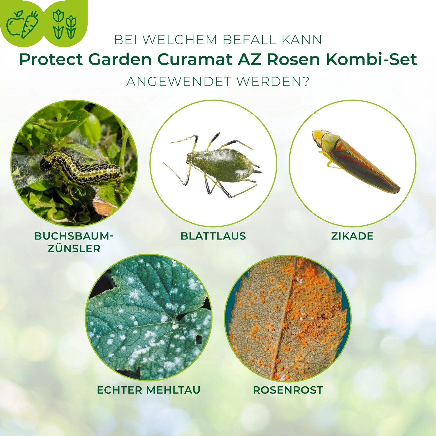 Protect Garden Rosen Kombi-Set: Schützt Rosen vor Buchsbaumzünsler, Blattlaus, Zikade, Mehltau und Rosenrost.
