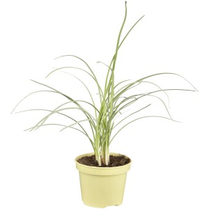 Kaplilie (Thulbaghia violacea) im Topf, eine attraktive Teichpflanze von GROW by OBI.