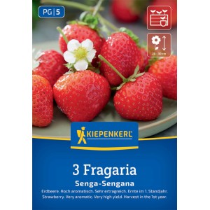 Kiepenkerl Erdbeeren Senga-Sengana: Süße, rote Erdbeeren mit Blüte auf der Verpackung.