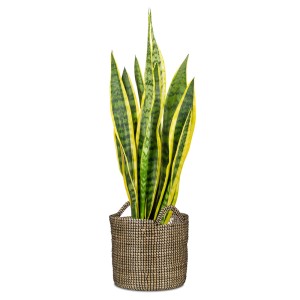 Schwarzer Scheurich Übertopf 514 aus Seegras, Ø 22 cm, mit Sansevieria Zimmerpflanze.
