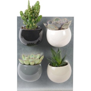 Mini-Sukkulenten-Set in Magnettöpfen, verschiedene Farben, Topf-Ø ca. 6 cm.