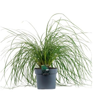 GROW by OBI Atlas-Schwingel im Topf, Ziergras für Beet und Kübel.