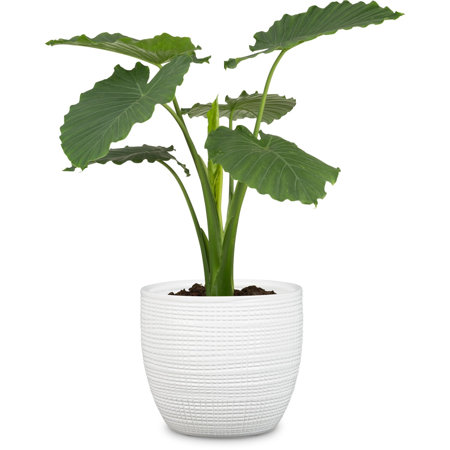 Scheurich Übertopf 866 Panna, Ø 22cm, mit Pflanze. Keramiktopf in Weiß mit feiner Struktur.