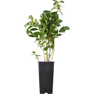 Heidelbeere "Bluecrop" Höhe ca. 20 - 30 cm Topf ca. 2 l Vaccinium corymbosum