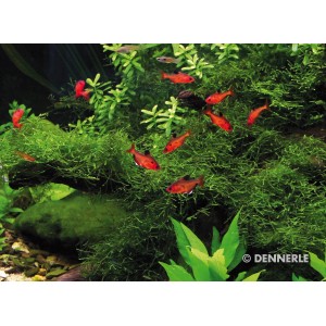 Dennerle Aquariumpflanze Taxiphyllum Barbieri Pad mit roten Fischen im Aquarium.
