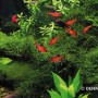 Dennerle Aquariumpflanze Taxiphyllum Barbieri Pad mit roten Fischen im Aquarium.