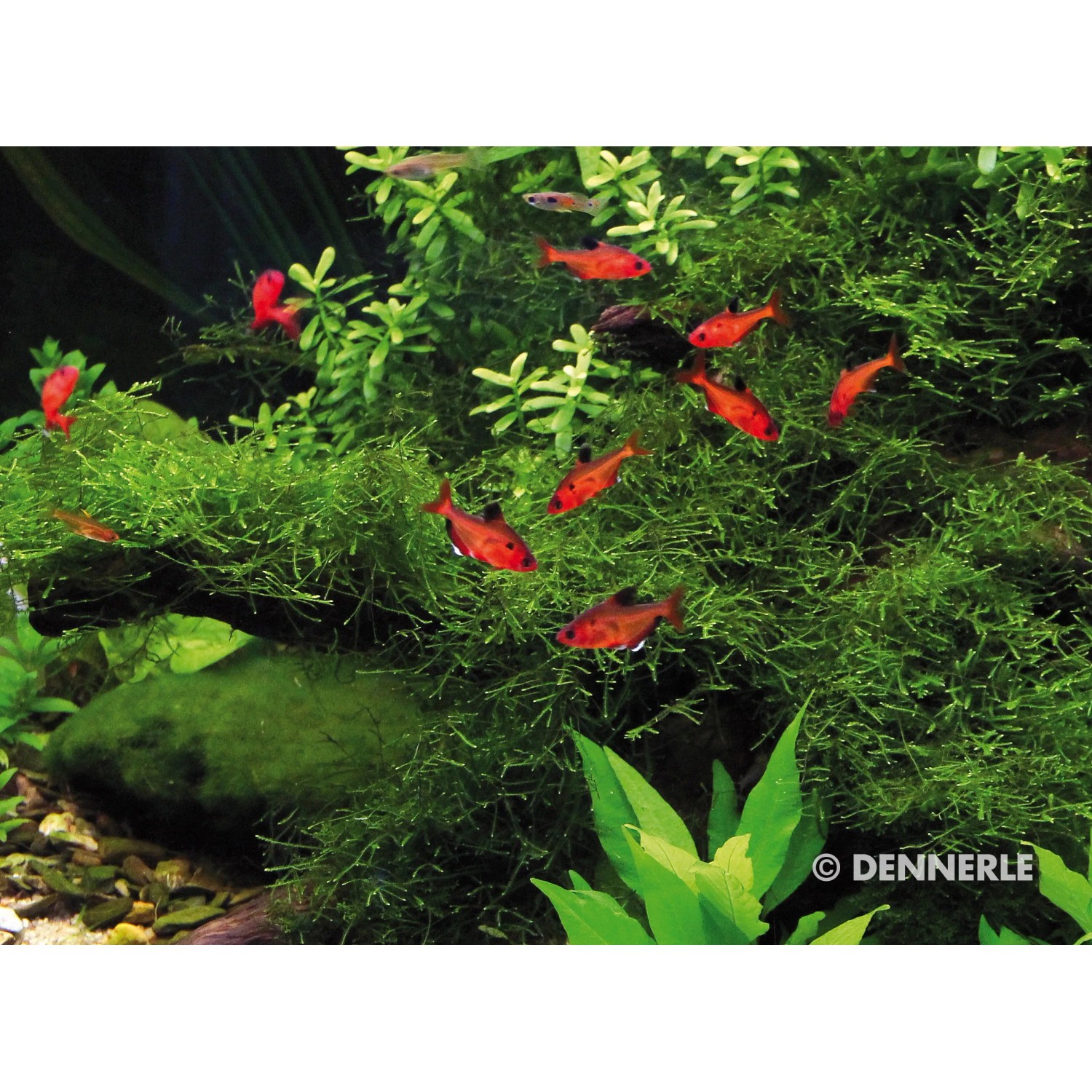 Dennerle Aquariumpflanze Taxiphyllum Barbieri Pad mit roten Fischen im Aquarium.