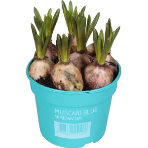 Traubenhyazinthe 'Diamond Collection Blau' im Topf (9 cm). Frühjahrsblüher für Balkon & Garten.