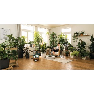 Zimmer mit vielen Pflanzen, im Vordergrund Lechuza-Pon Pflanzsubstrat 3L.