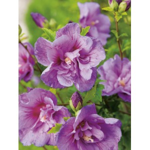 Nahaufnahme des lila OBI Garteneibisch Chiffon mit halbgefüllten Blüten.