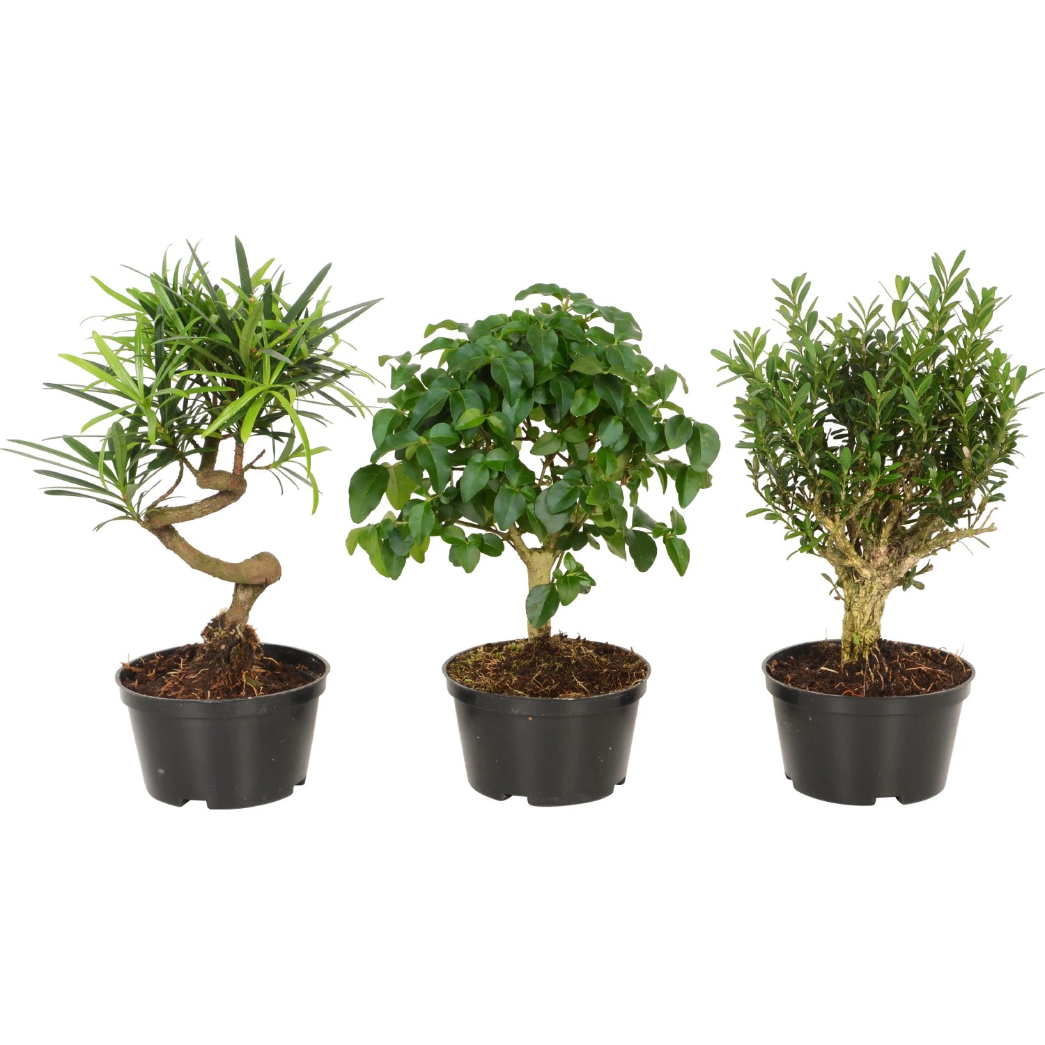 Bonsai verschiedene Sorten Topf- ca. 10 cm kaufen bei OBI