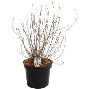 GROW by OBI Maiblumenstrauch im Topf, weiße Blüten im Sommer, ca. 30-40cm hoch.