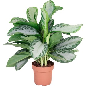 Kolbenfaden Silver Bay im Topf, ca. 60cm hoch. Dekorative Grünpflanze mit hellgrün-dunkelgrünen Blättern.