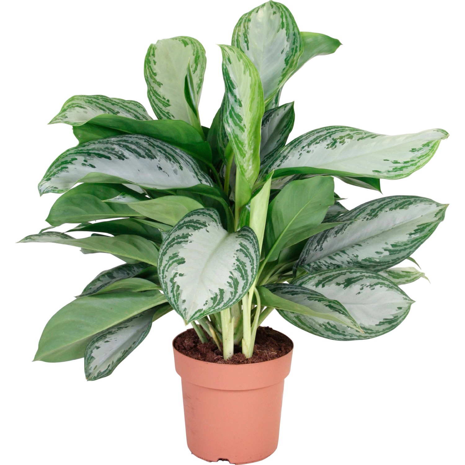 Kolbenfaden "Silver Bay" Höhe ca. 60 cm TopfØ ca. 24 cm Aglaonema