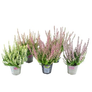 Knospenblüher-Heide Gardengirls in verschiedenen Farben im Topf (Ø 6cm).