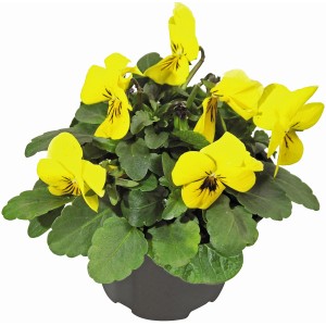 Gelbes Hornveilchen (Viola cornuta) im Topf, eine farbenfrohe Herbstpflanze für Beet und Balkon.