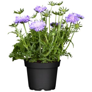 Berg-Skabiose 'Blue Note' im Topf, ca. 25cm hoch. Blaue Blüten, grüne Blätter. Ideal für Balkon und Garten.