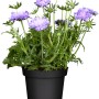 Berg-Skabiose 'Blue Note' im Topf, ca. 25cm hoch. Blaue Blüten, grüne Blätter. Ideal für Balkon und Garten.
