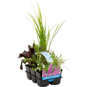 OBI Wasserpflanzen duftend 6er-Pack Topf-Ø ca. 9 cm