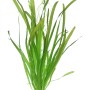 Dennerle Vallisneria Gigantea Aquariumpflanze mit langen, grünen Blättern.