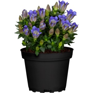 Garten-Enzian im Topf mit blau-weißen Blüten, ca. 11 cm Topf-Durchmesser.
