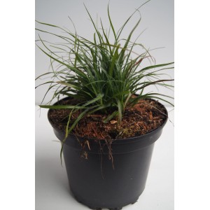 Schneemarbel (Luzula nivea) im Topf, grüne Blätter, weiße Blüten, Ziergras für Garten & Terrasse.