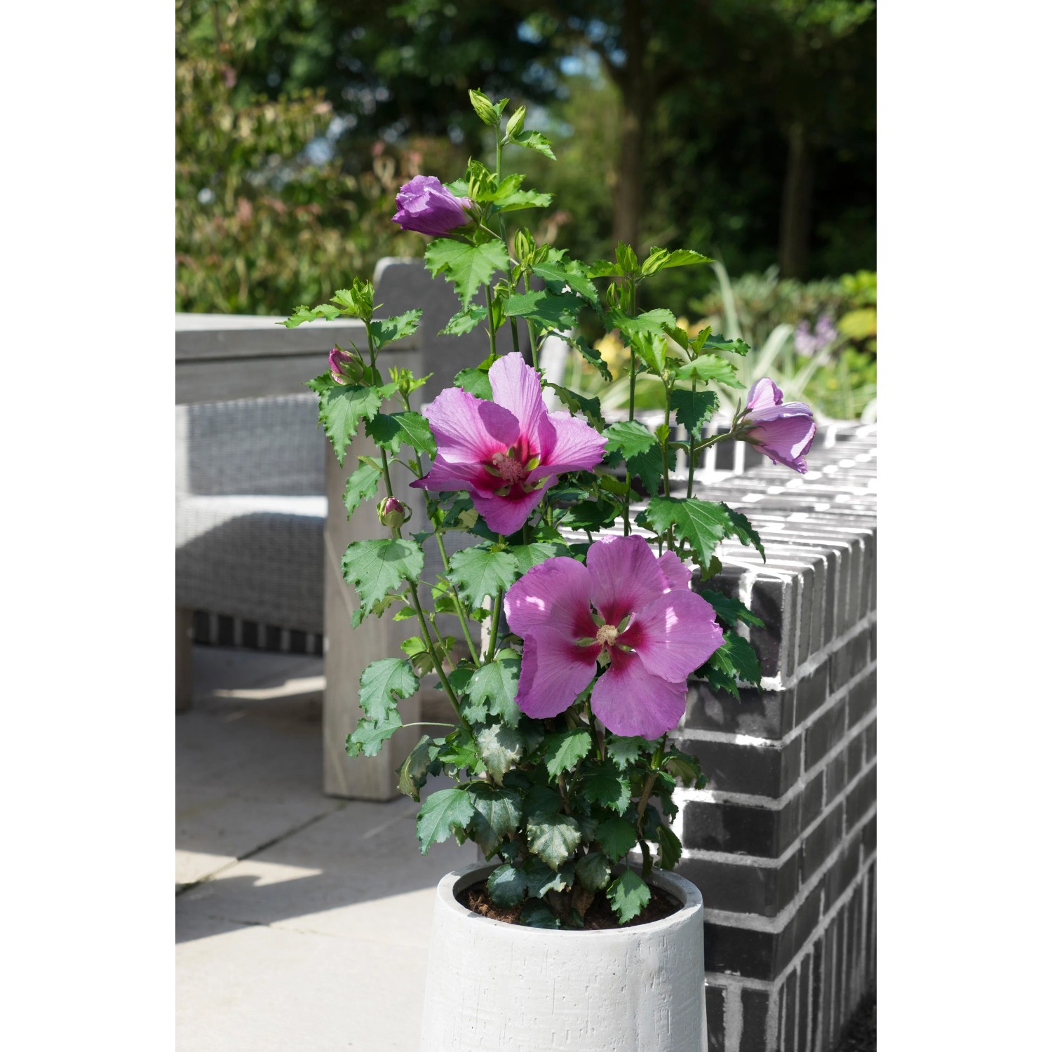 Eibisch (Hibiskus) kaufen bei OBI
