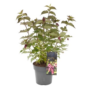Leycesterie 'Purple Rain' im Topf: Zierstrauch mit purpurfarbenen Blüten und grünen Blättern.