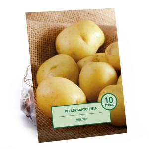 Verpackung Pflanzkartoffel Melody, 10 Stück. Saatkartoffeln vor Jute Hintergrund.