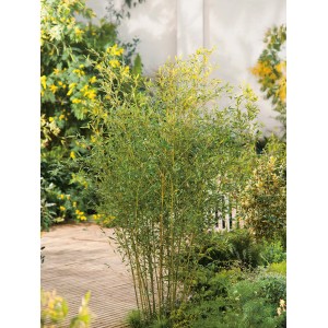 Immergrüner Bisset-Bambus (Phyllostachys bissetii) im Topf, ideal als Sichtschutz.